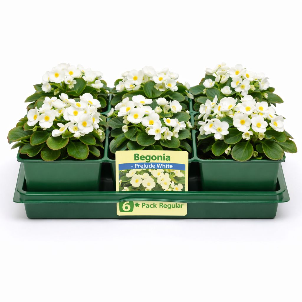 Begonia - Prelude White (6 Pack Regular)
