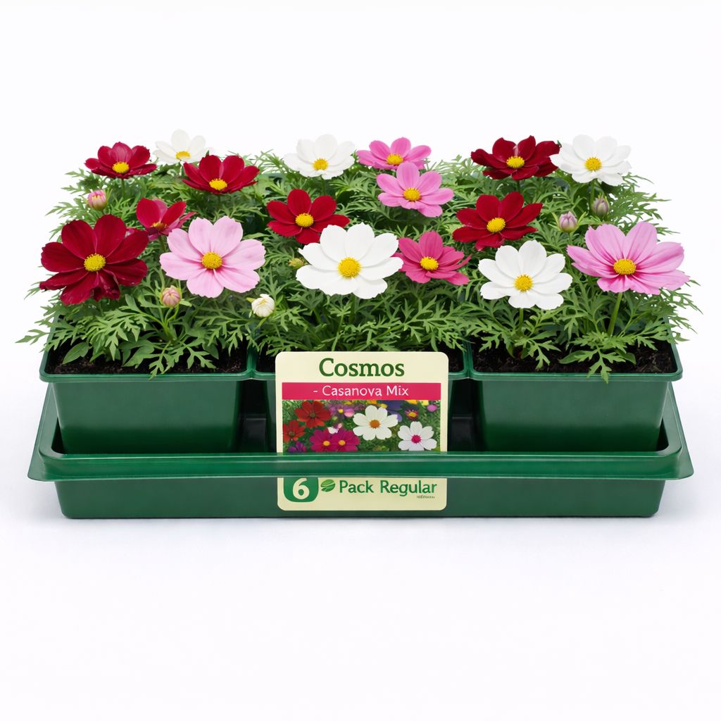 Cosmos - Casanova Mix (6 Pack Regular)