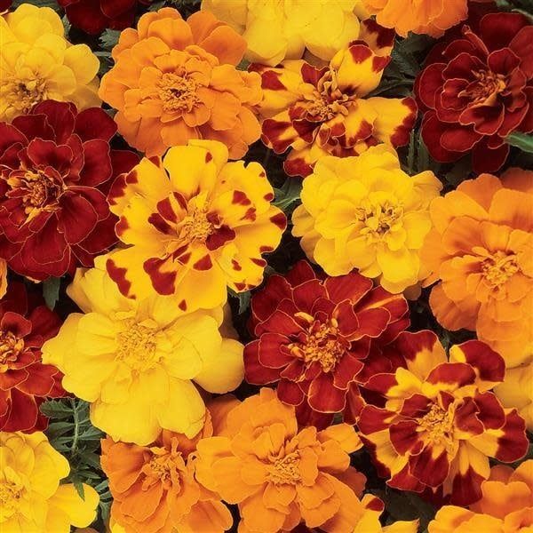 Marigold - Durango Outback (6 Pack Regular)