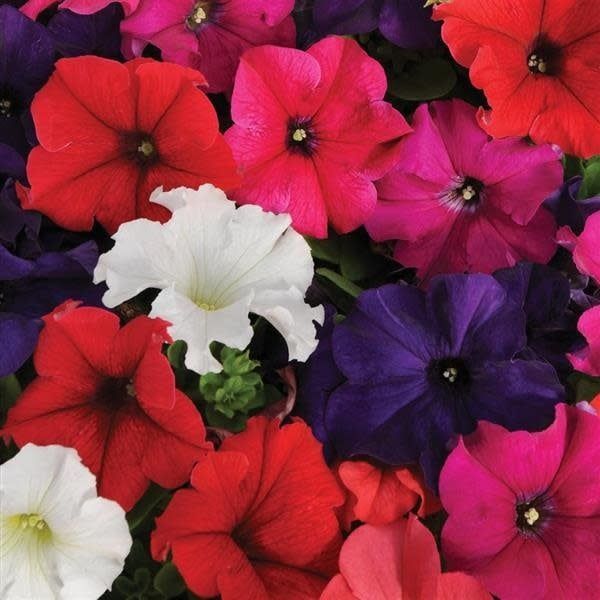 Petunia - Pretty Grand Mix (6 Pack Regular)