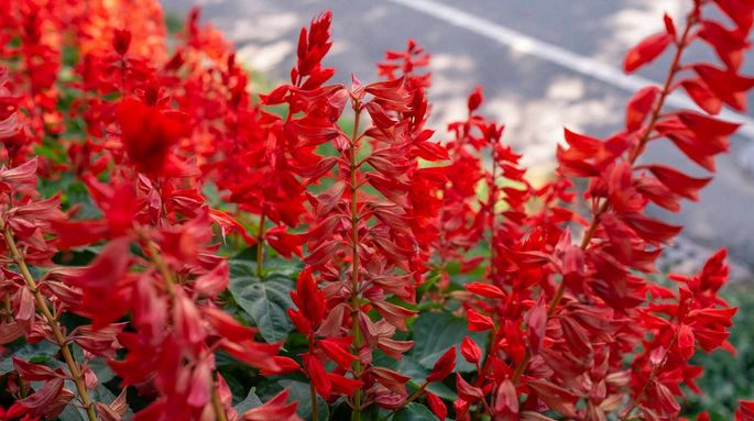 Salvia - Red Hot Sally (6 Pack Regular)