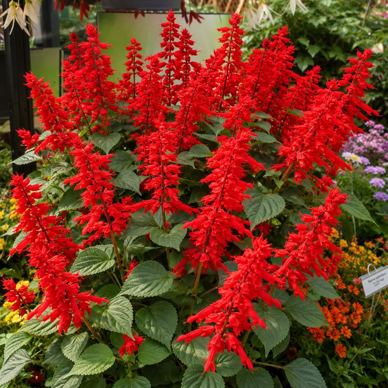 Salvia - Red Hot Sally (6 Pack Regular)