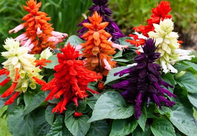 Salvia - Vista Mix (6 Pack Regular)