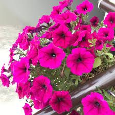 Petunia - Supertunia Royal Magenta