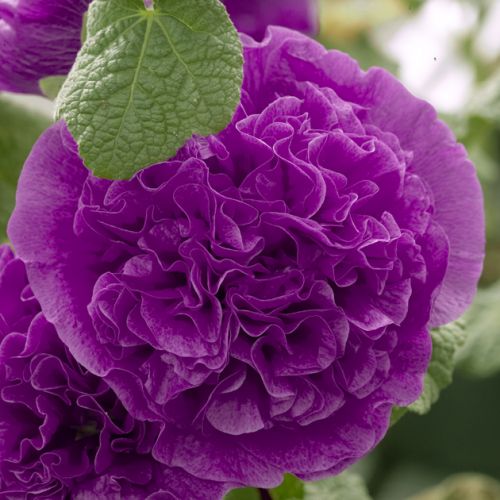 Alcea rosea (Hollyhock) - Chaters Double Purple
