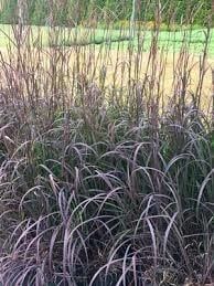Perennial Ornamental Grass - Andropogon Black Hawk