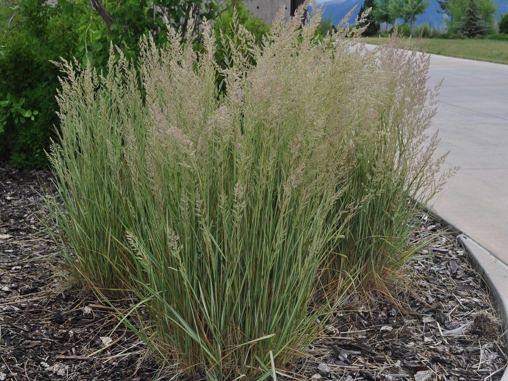 Perennial Ornamental Grass - Calamagrostis Eldorado