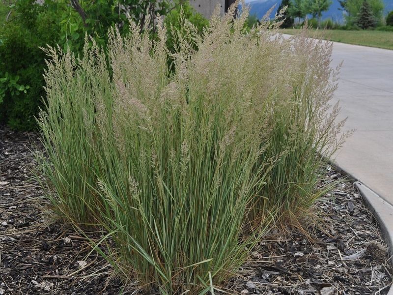 Perennial Ornamental Grass - Calamagrostis Eldorado