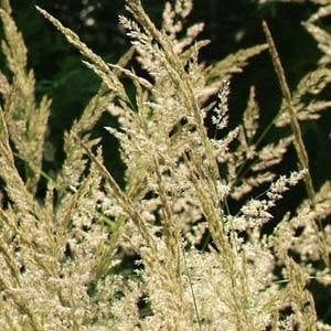 Perennial Ornamental Grass - Calamagrostis Karl Forester Perennial Ornamental Grass - Calamagrostis Karl Forester