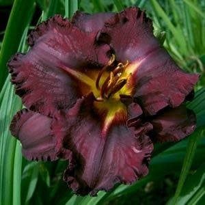 Hemerocallis (Daylily) - Black Stockings