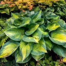 Hosta (Plantain Lily) - Brother Stefan