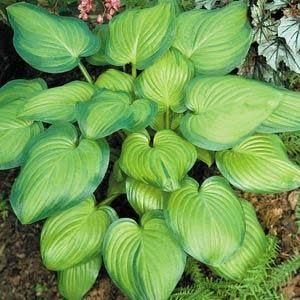 Hosta (Plantain Lily) - Guacamole