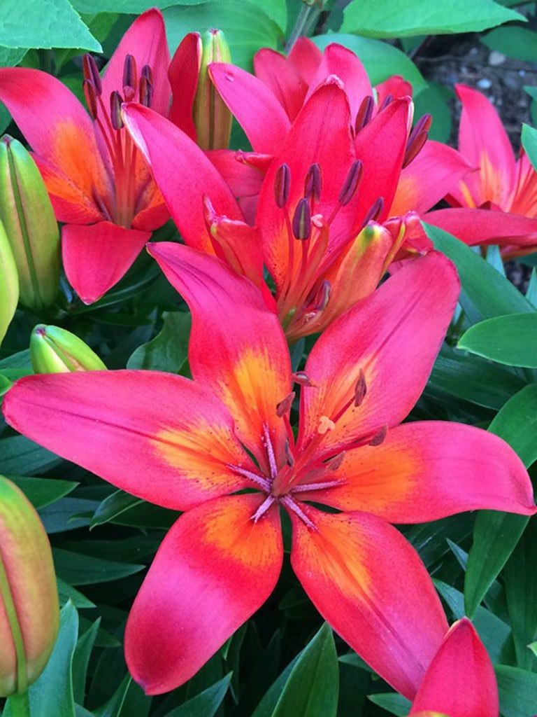 Lilium Asiatic Pot Lily - Matrix