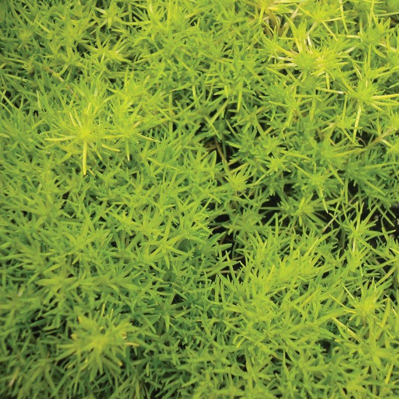 Sagina Subulata (Scotch Moss) - Aurea