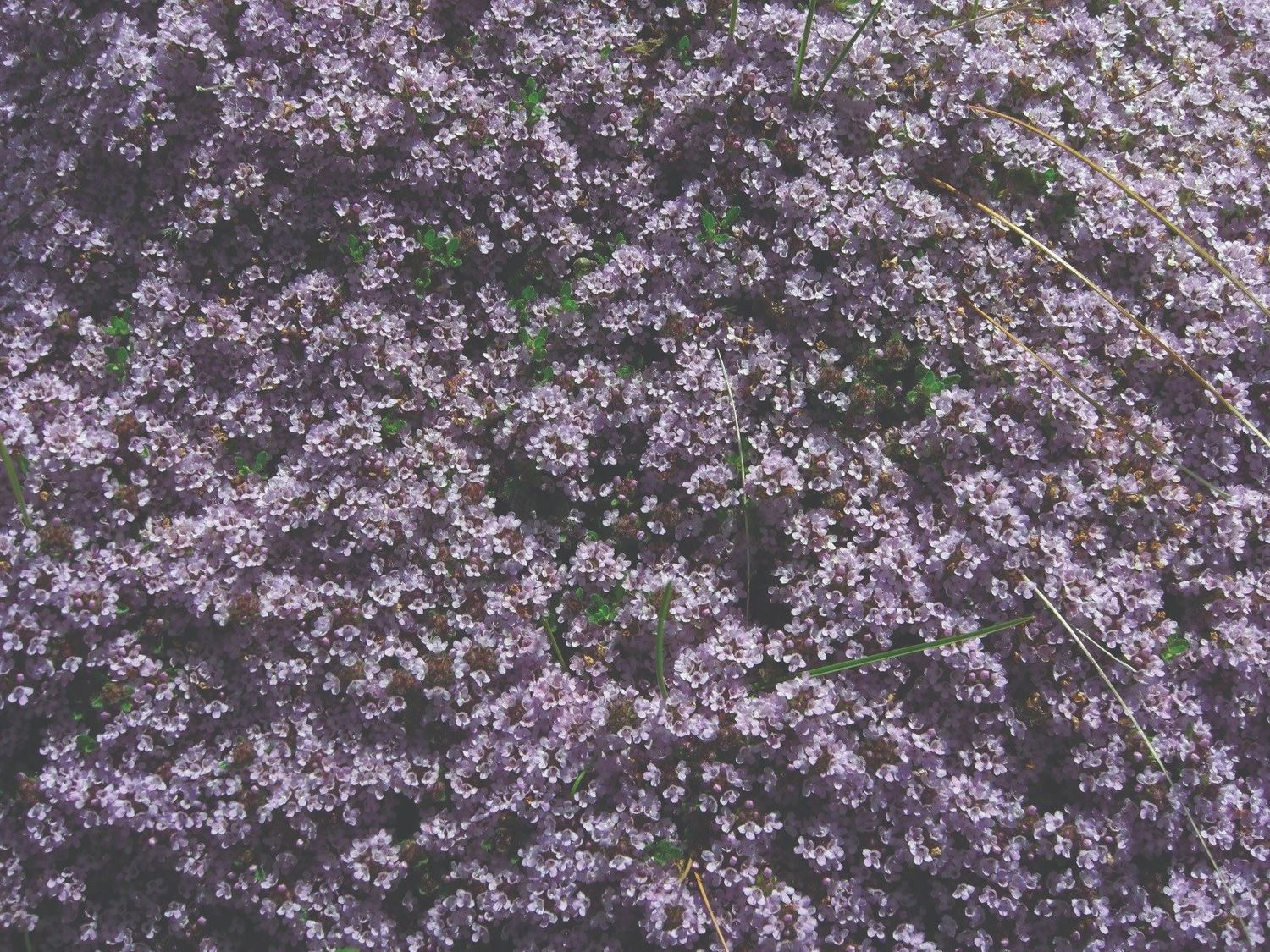 Thymus Serpyllum Elfin - Mother of Thyme