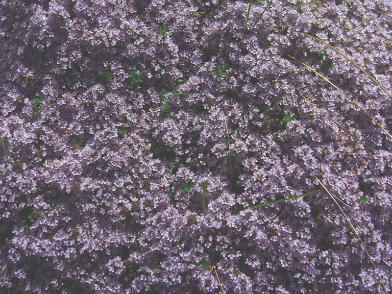 Thymus Serpyllum Elfin - Mother of Thyme