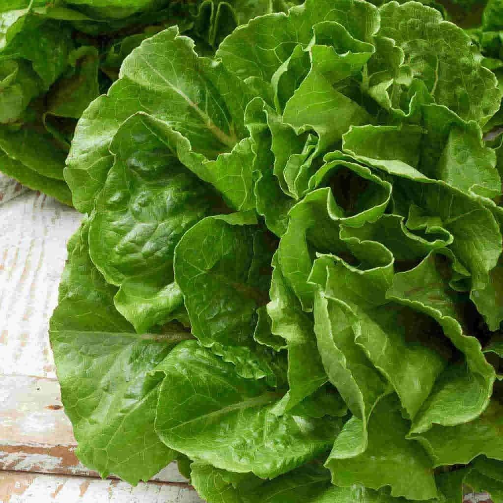 Lettuce - Buttercrunch (6 Pack)