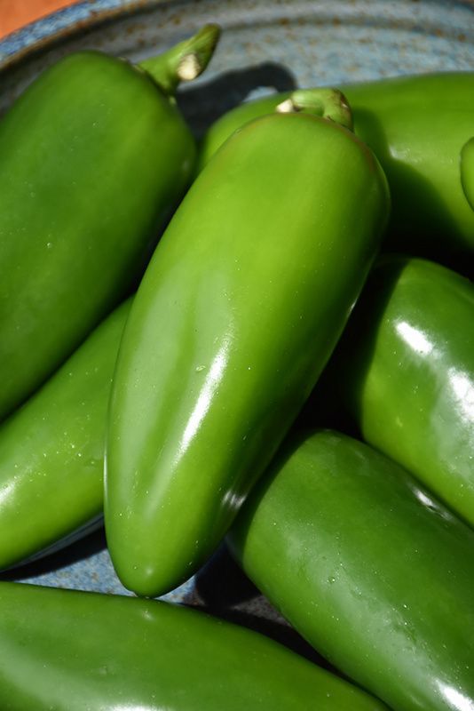 Pepper - Jalapeno (6 Pack Large)