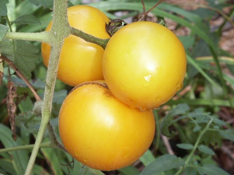 Tomato - Lemon Boy Plus