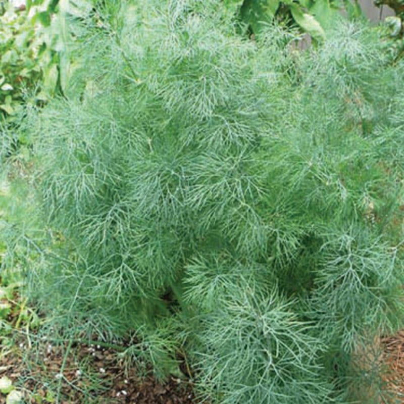 Dill - Fernleaf 4"