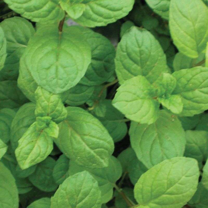 Mint - Spearmint 4"