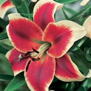Lilium (Lily) Oriental Hybrid - Trumpet 'African Lady'