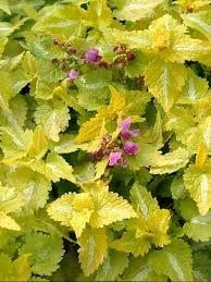 Lamium - Aureum