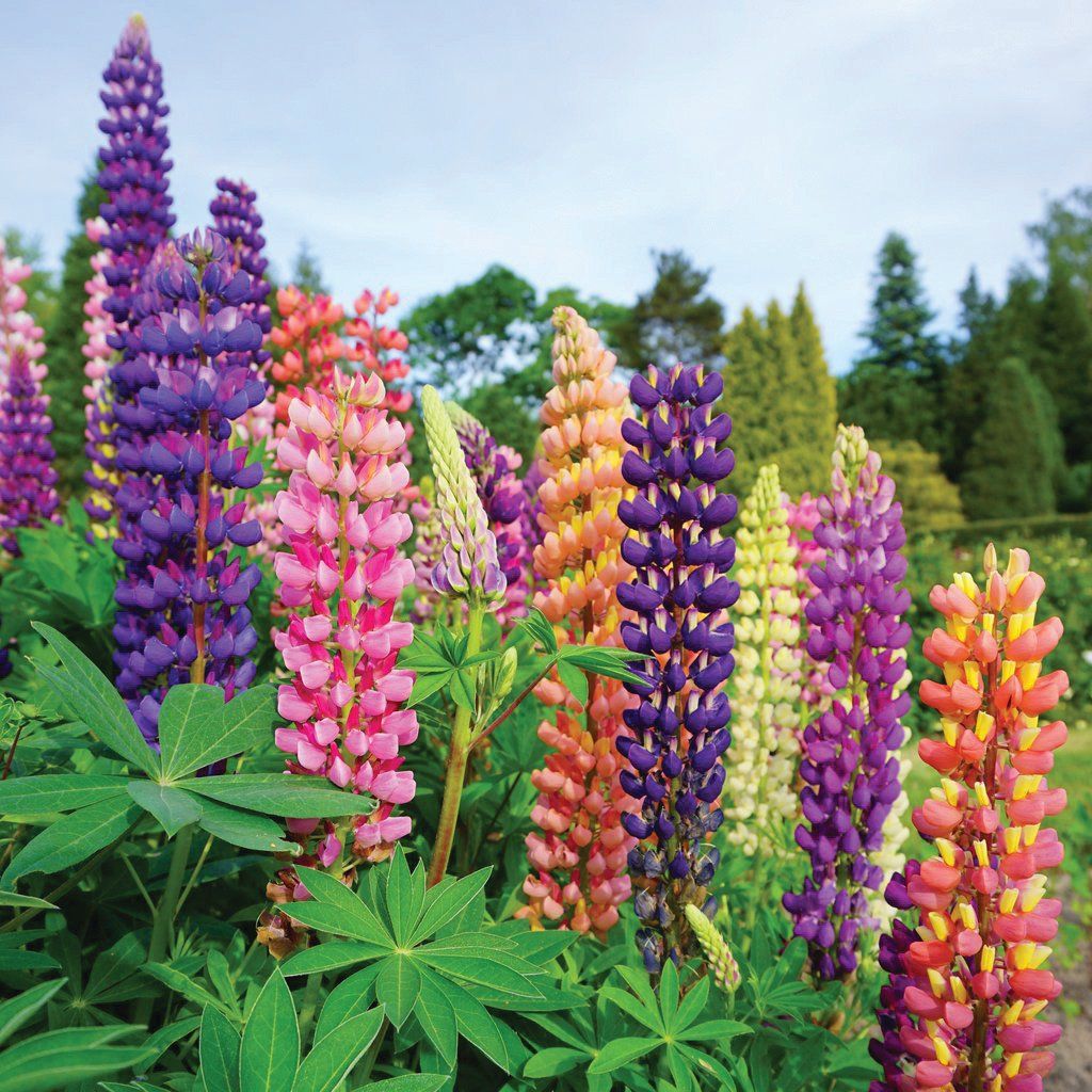 Lupinus - Gallery Mix