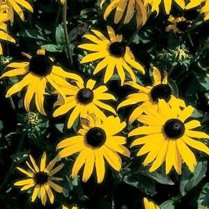 Rudbeckia - Gold Sturm