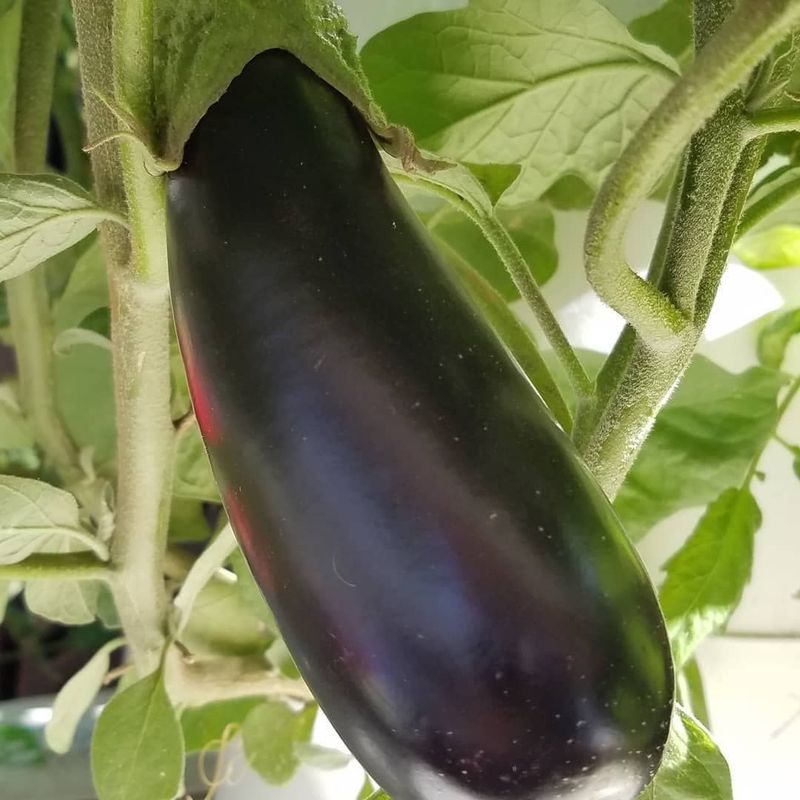 Eggplant - Nadia (6 Pack)