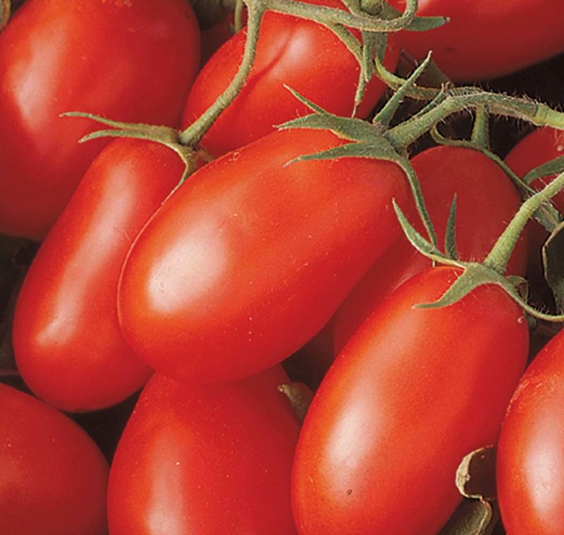 Tomato - La Roma III Red (6 Pack Large)