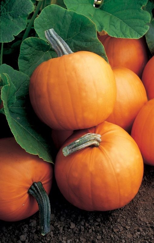 Pumpkin - Orange Smoothie