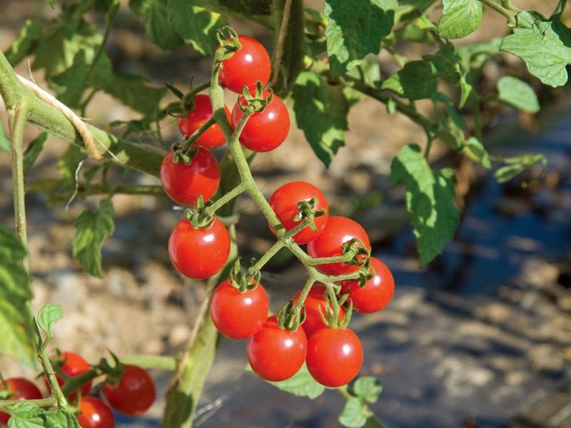 Tomato - Patio