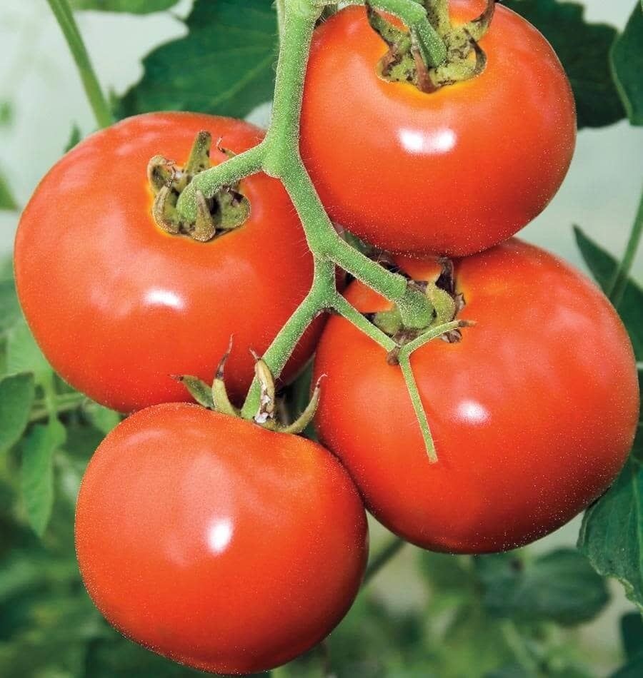 Tomato - Manitoba