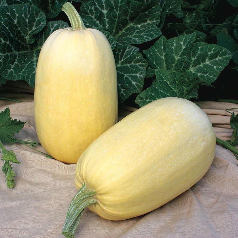 Squash Winter -  Spaghetti Tivoli