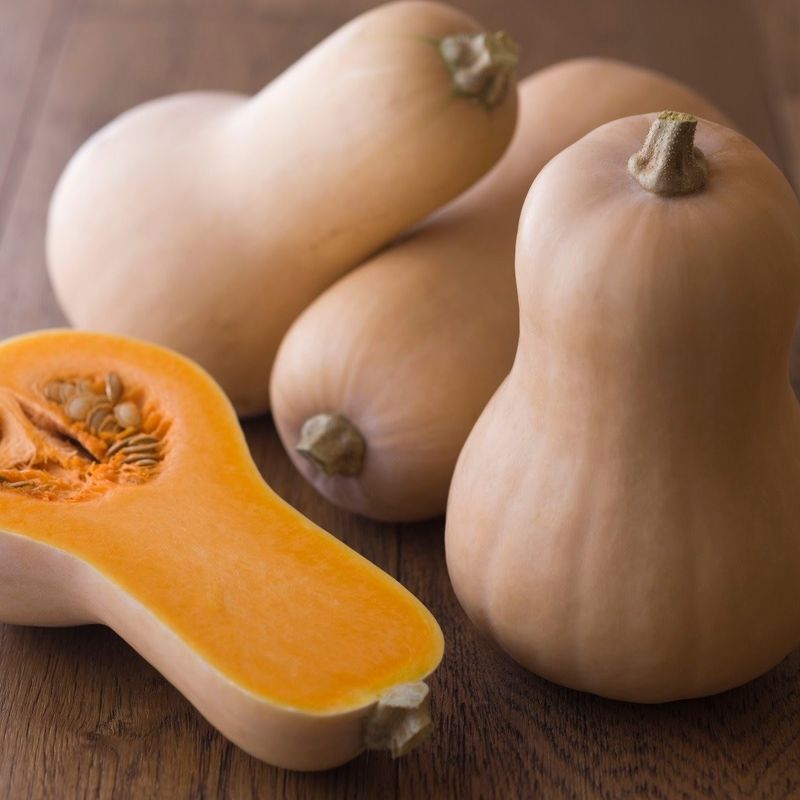 Squash Winter - Butternut Early