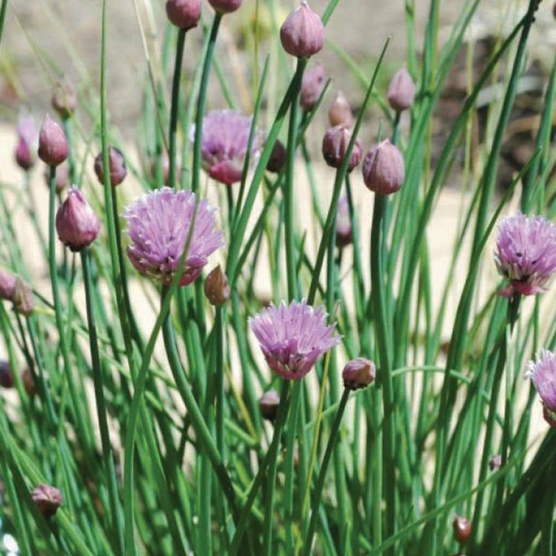 Chives - Onion 4"