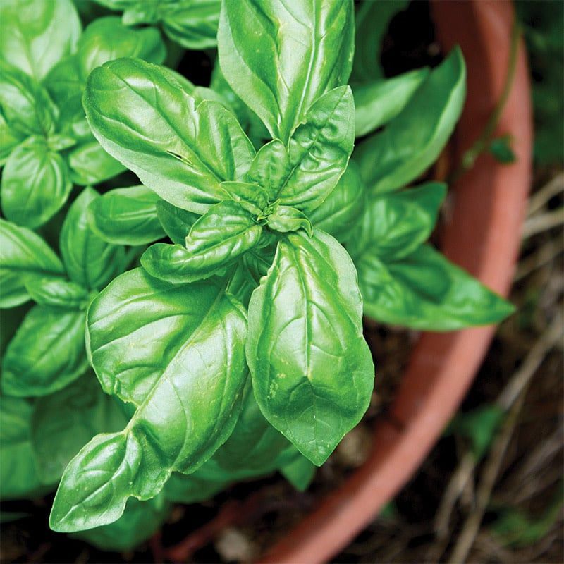 Basil - Sweet 4"