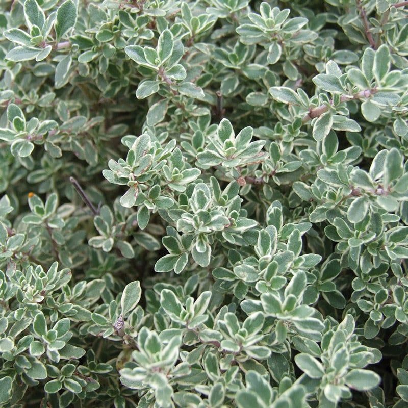 Thyme - English Common