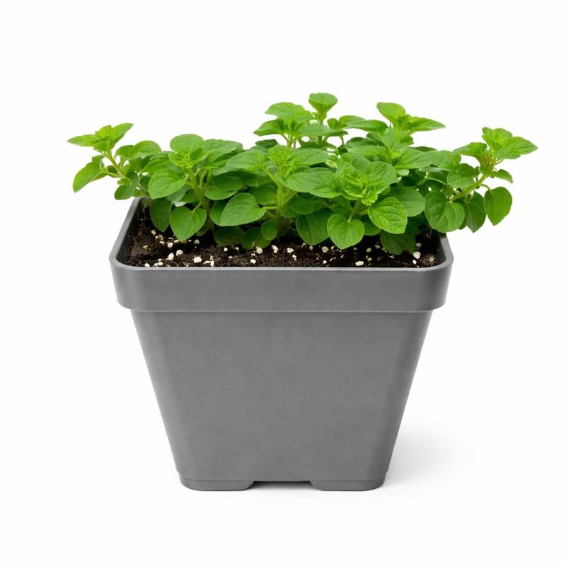 Oregano - Greek 4''