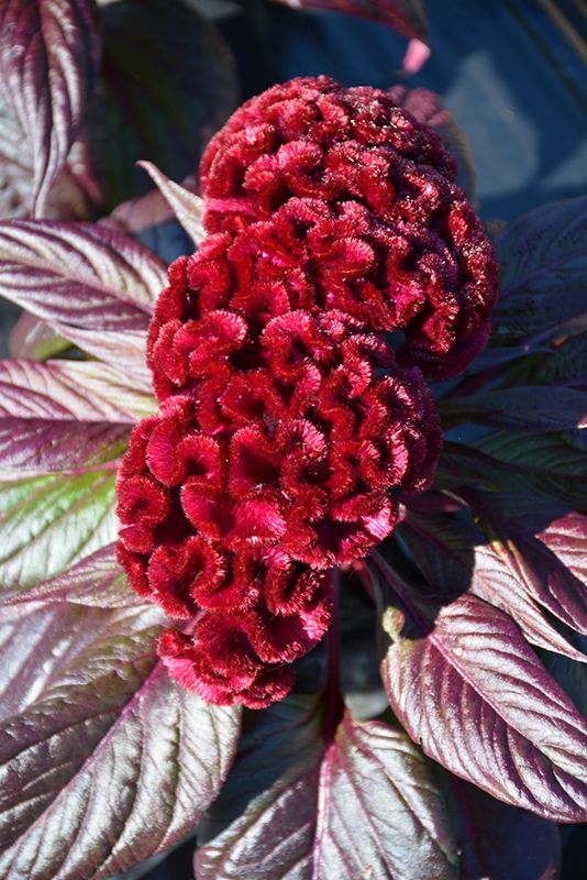 Celosia Dracula - 6 Pack Large