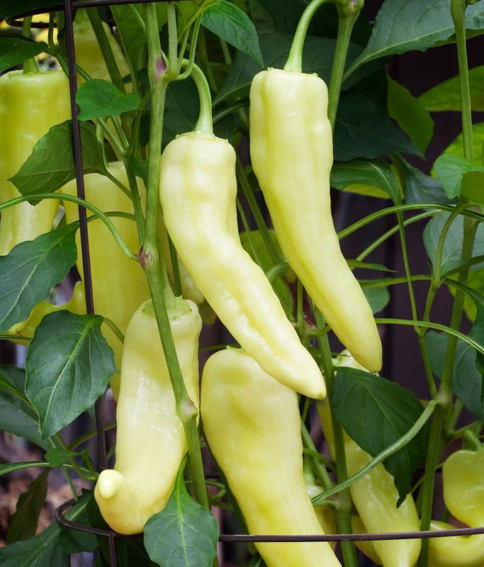 Pepper - Sweet Banana