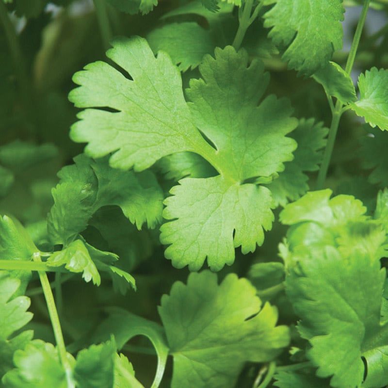 Cilantro 4"