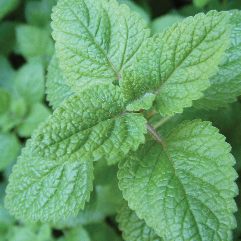 Lemon Balm 4"