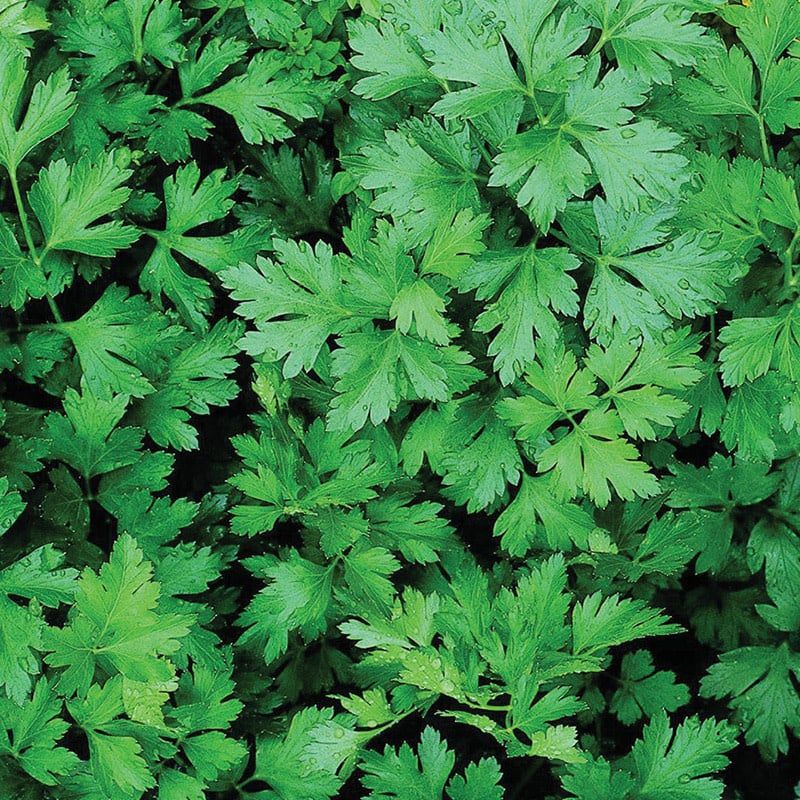 Parsley - Italian 4"