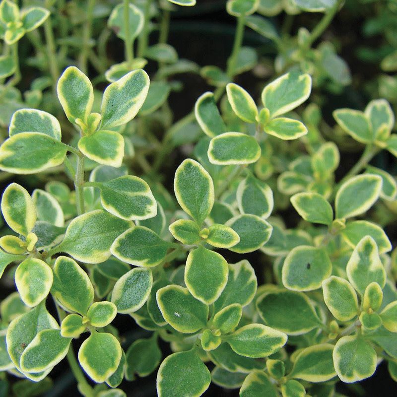 Thyme - Golden Lemon 4"