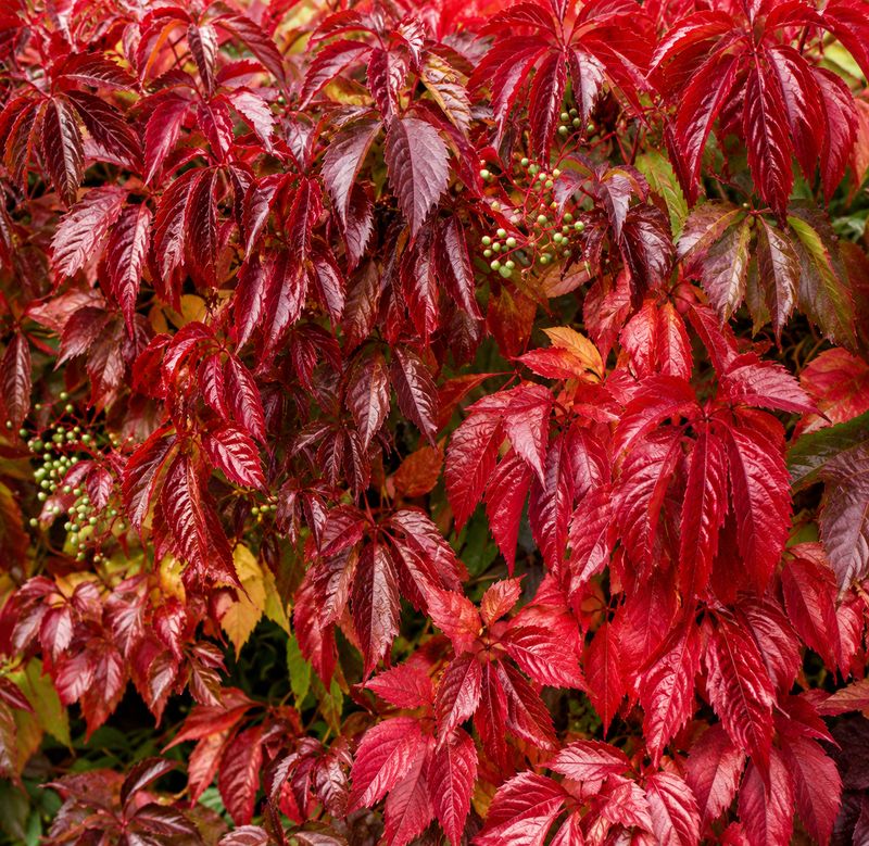 Vine - Parthenocissus - Engelmanii - Fall - #1 - NO WARRANTY