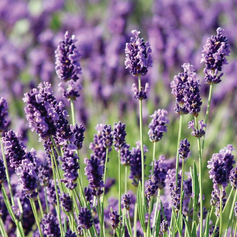 Lavender - Munstead 4"