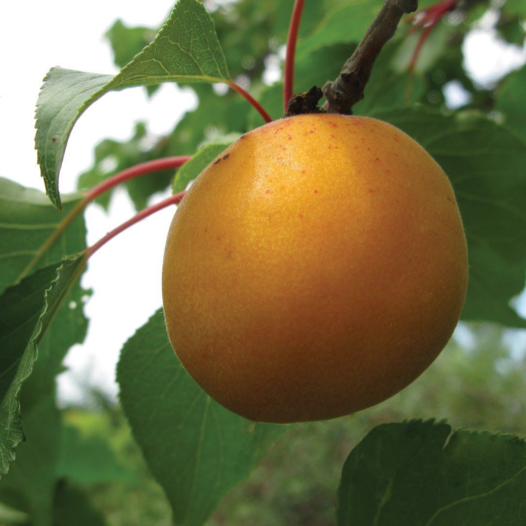Apricot - Casino - #5 Apricot - Casino - #5