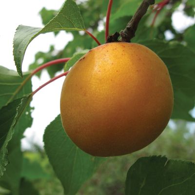 Apricot - Casino - #5